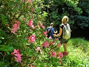 74 Rosa canina